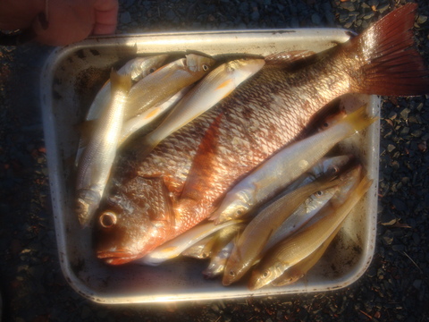 Jack and Whiting Jack and Whiting